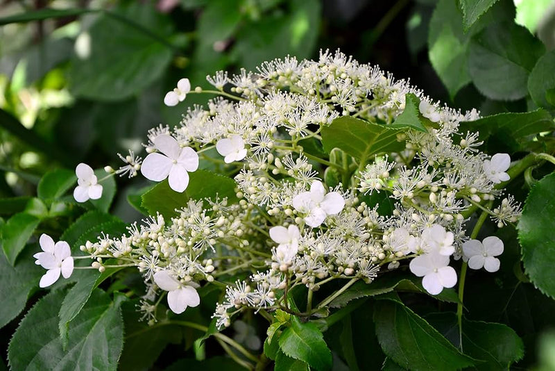 Kletterhortensie climbing hydrangea blume samen