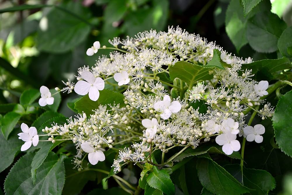 Kletterhortensie climbing hydrangea blume samen