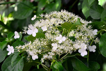 Kletterhortensie climbing hydrangea blume samen