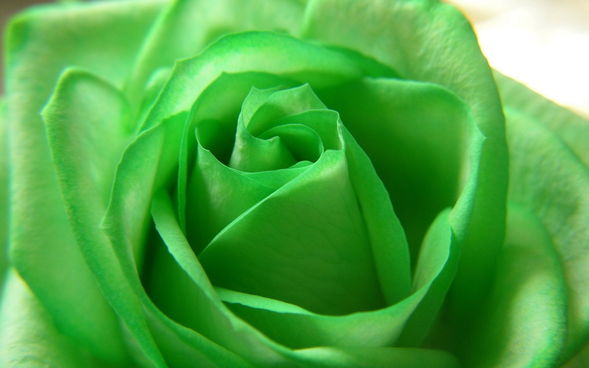 Grün Roses Samen zur Aussaat Blume Beet Garten