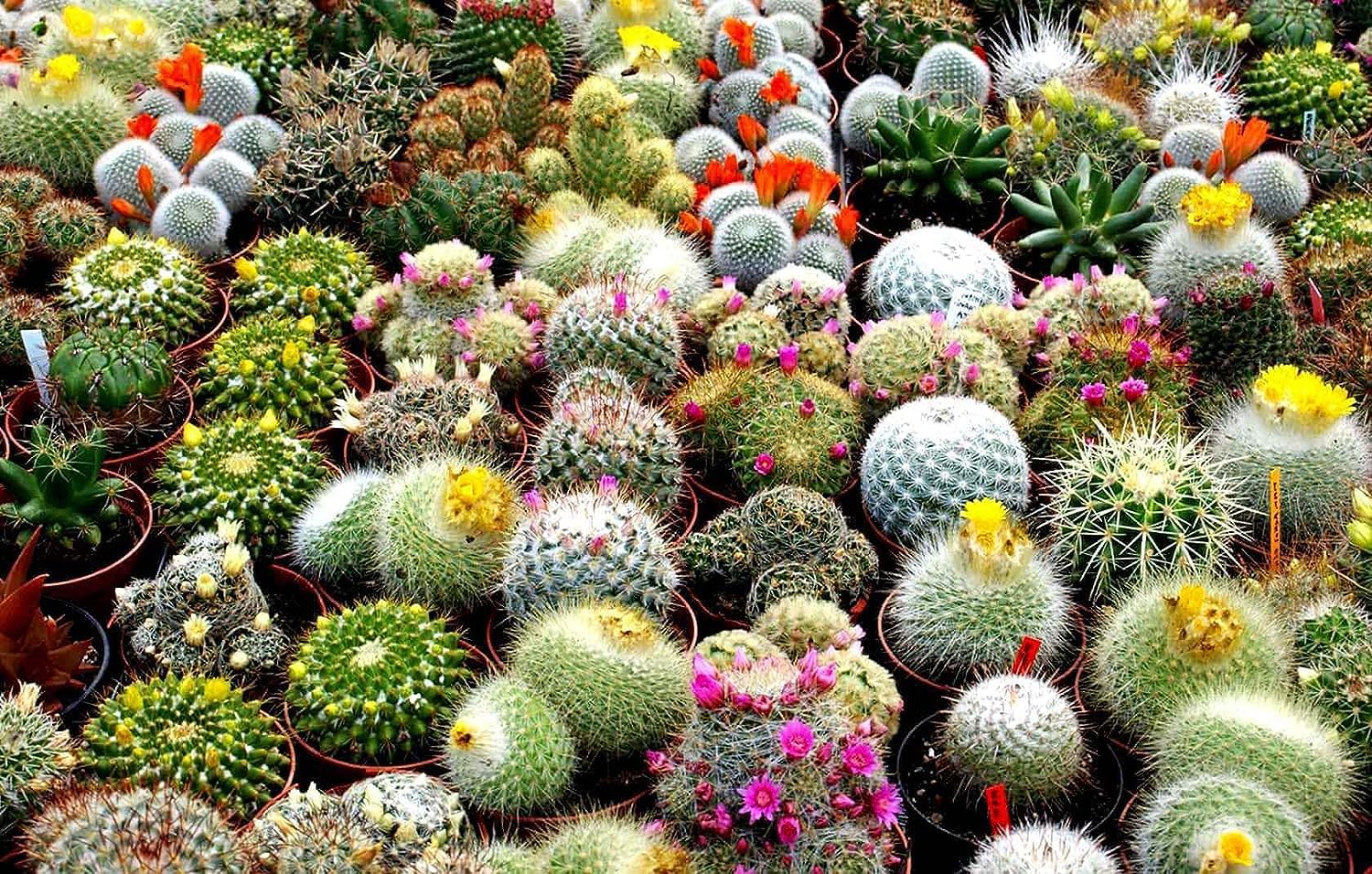 Blühend Cactus Samen zur Aussaat Cactaceae Gemischt Blume Beet Stein Garten