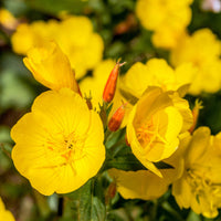 Pale gelb evening primrose re-seeding blume samen