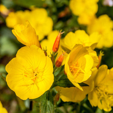 Pale gelb evening primrose re-seeding blume samen