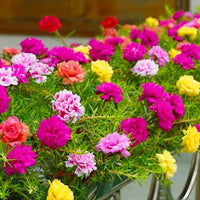 Gemischt Rose Portulaca Samen zur Aussaat – leuchtend Blumen