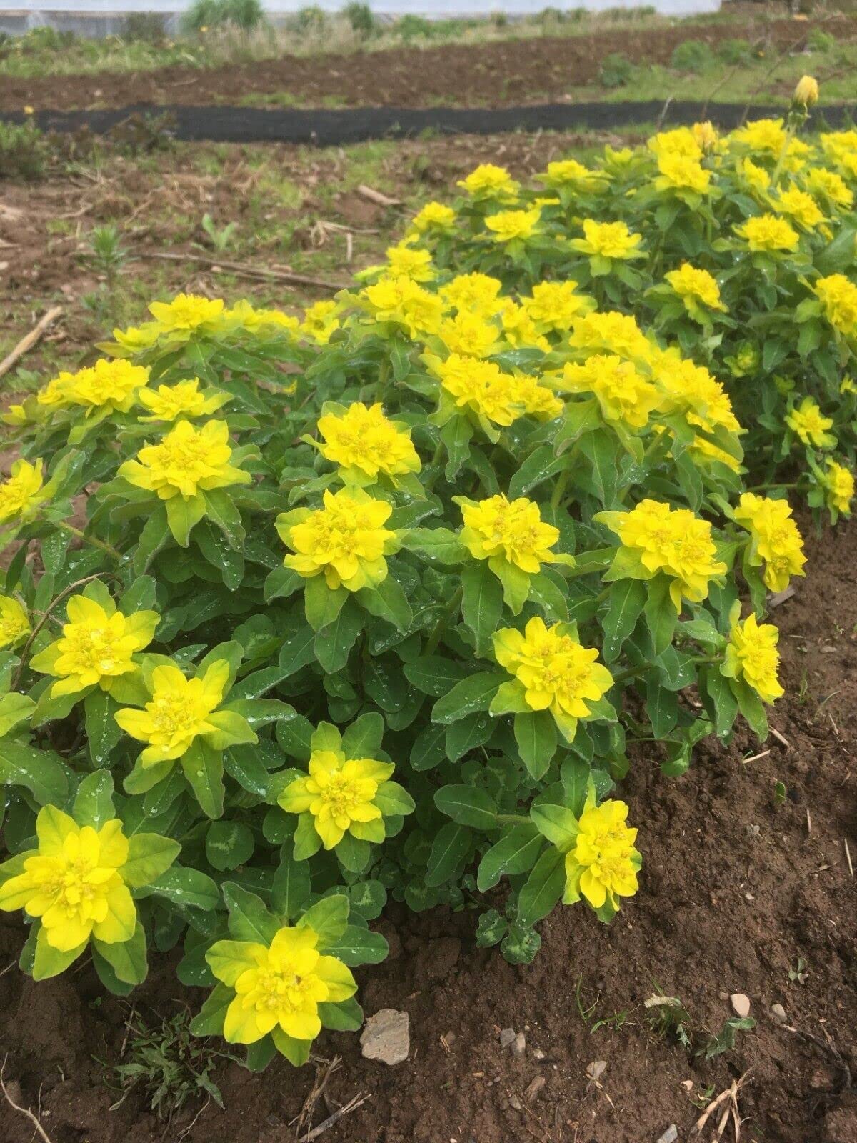 Euphorbia Polychroma Euphorbia polychroma Blumensamen zur Aussaat Blume Beet