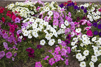 Gemischt hängend Petunie Petunie spp Blumensamen zur Aussaat hängend Baskets