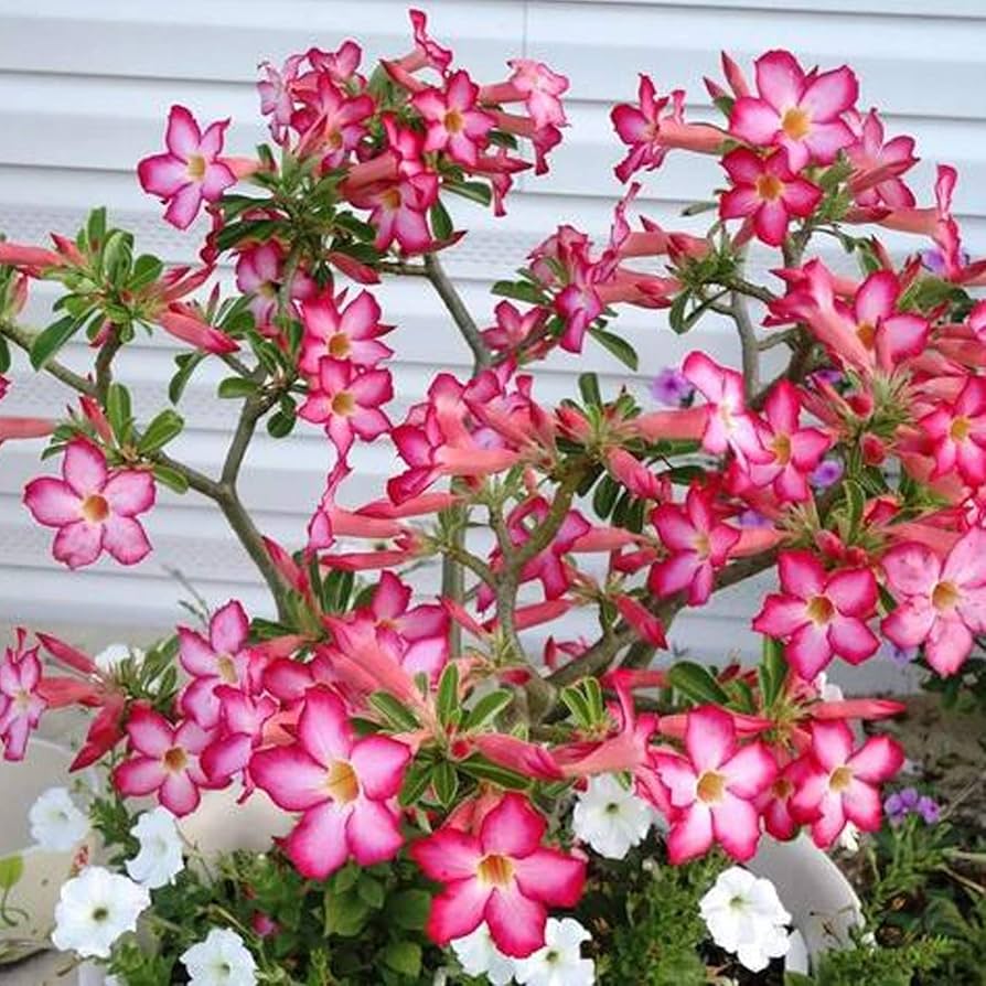 Gemischt Wüstenrose Rose Blumensamen zur Aussaat – leuchtend Blüten – Traditionssorte & ohne Gentechnik Samen Hausgarten