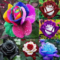 zart Rosa Rainbow Rose Blumensamen zur Aussaat farbenfroh Schau Traditionssorte & ohne Gentechnik Samen Hausgarten