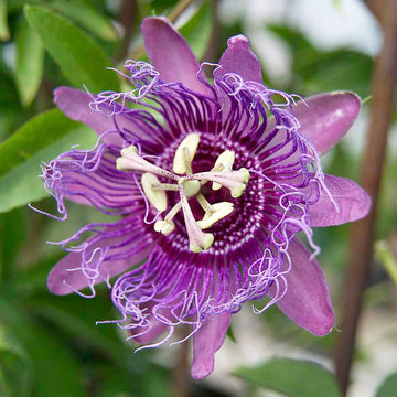 Lila passionflower blume samen for anpflanzung - compact growth, heirloom & gmo free samen for home garten
 
 sale for anpflanzung in home garten.