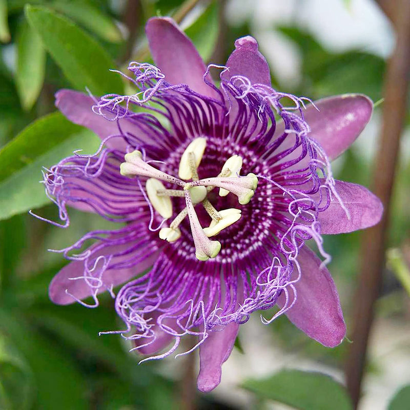 Lila passionflower blume samen for anpflanzung - compact growth, heirloom & gmo free samen for home garten
 
 sale for anpflanzung in home garten.