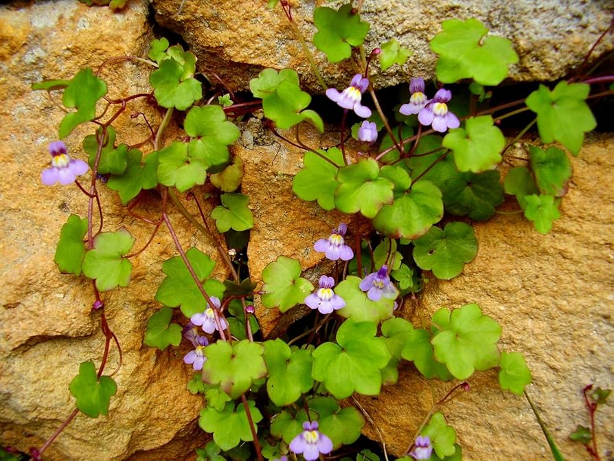 Cymbalaria Muralis Blumensamen zur Aussaat – sonnenliebend – Traditionssorte & ohne Gentechnik Samen Hausgarten