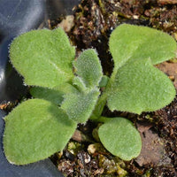Rockcress Aubrieta deltoidea Blumen Samen zur Aussaat Stein Garten