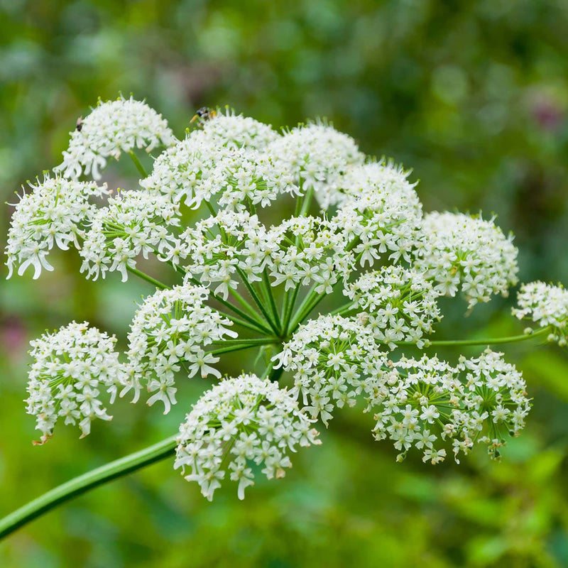 Heracleum Lanatum Blumensamen zur Aussaat lang Blüte Saison Traditionssorte & ohne Gentechnik Samen Hausgarten