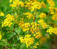 Traditionssorte Tansy Blumensamen zur Aussaat leuchtend Blüten Traditionssorte & ohne Gentechnik Samen Hausgarten