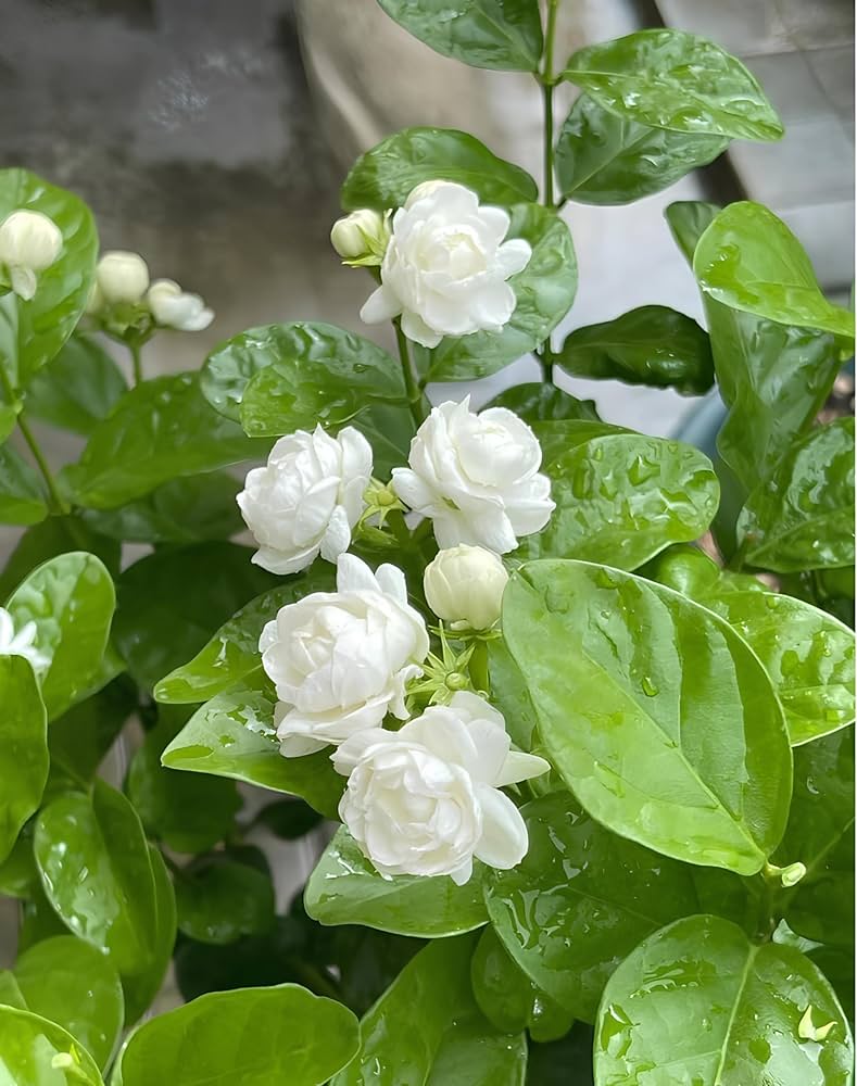 Jasmine Jasminum spp Blumensamen zur Aussaat Garten und für Innenräume Garten