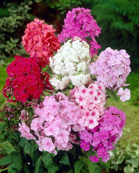 Phlox Drummondii Gemischt Blumensamen