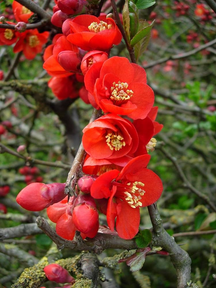 Rot Chaenomeles Japonica Blumensamen zur Aussaat – leuchtend Blüten – Traditionssorte & ohne Gentechnik Samen Hausgarten