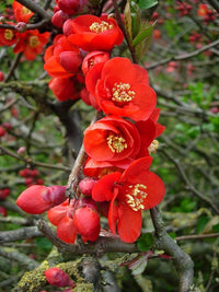 Rot Chaenomeles Japonica Blumensamen zur Aussaat – leuchtend Blüten – Traditionssorte & ohne Gentechnik Samen Hausgarten