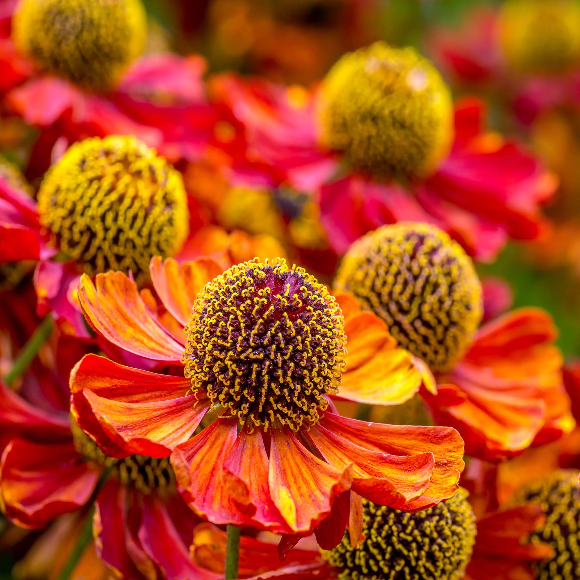 Helenium sneezeweed blume samen