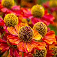 Helenium sneezeweed blume samen