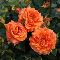 Orange kletternd Rose Samen Blumensamen zur Aussaat robust Sorte Traditionssorte & ohne Gentechnik Samen Hausgarten