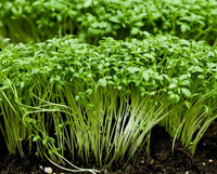 Cress Blumensamen zur Aussaat kompakt Wuchs Traditionssorte & ohne Gentechnik Samen Hausgarten