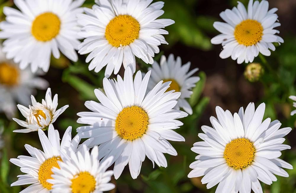 Mischung Daisy robust Pflanzen Chrysantheme Blumensamen