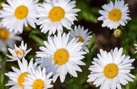 Mischung Daisy robust Pflanzen Chrysantheme Blumensamen