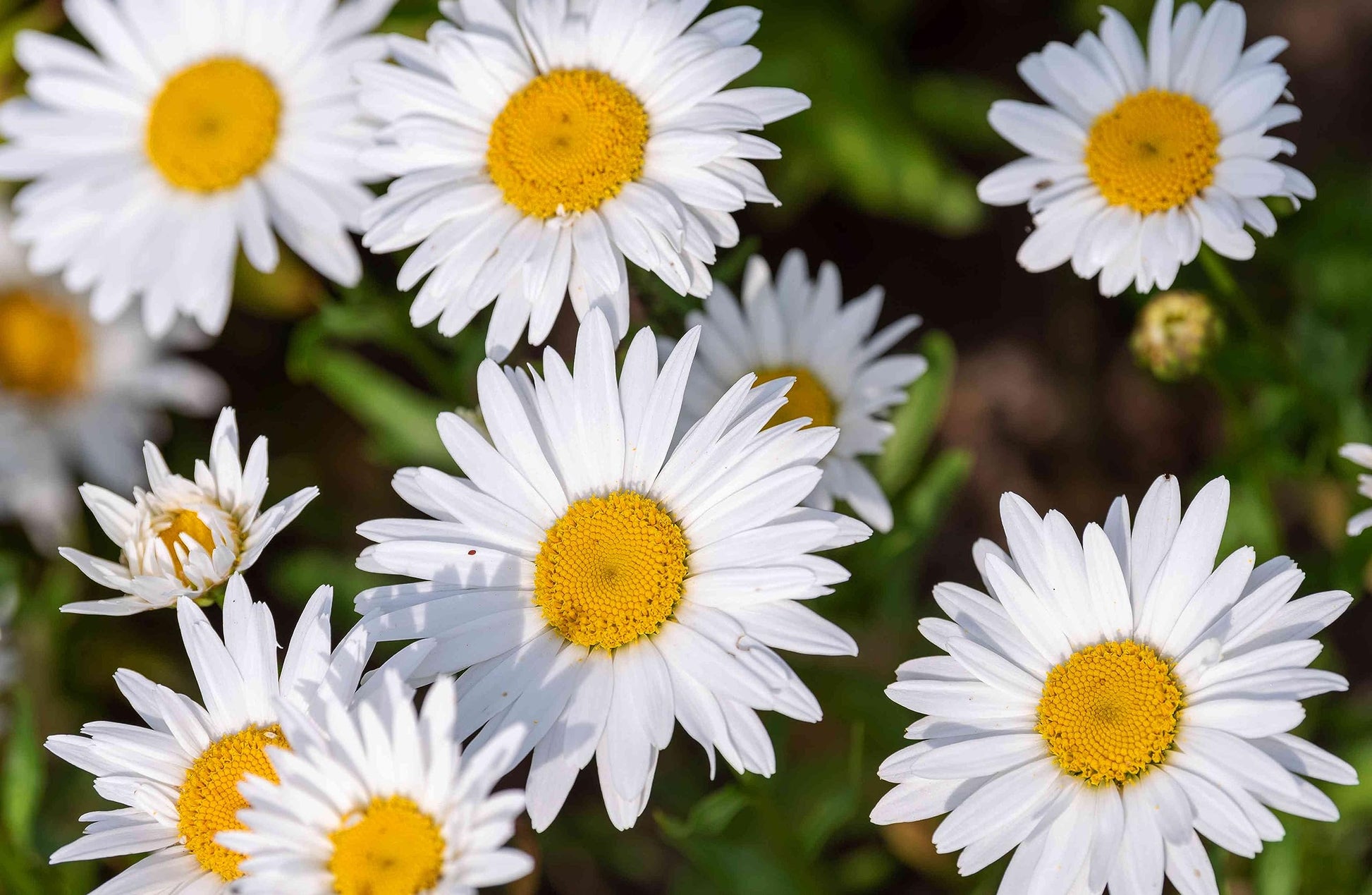 Mini Daisy Bellium minutum Samen zur Aussaat Stein Gärten