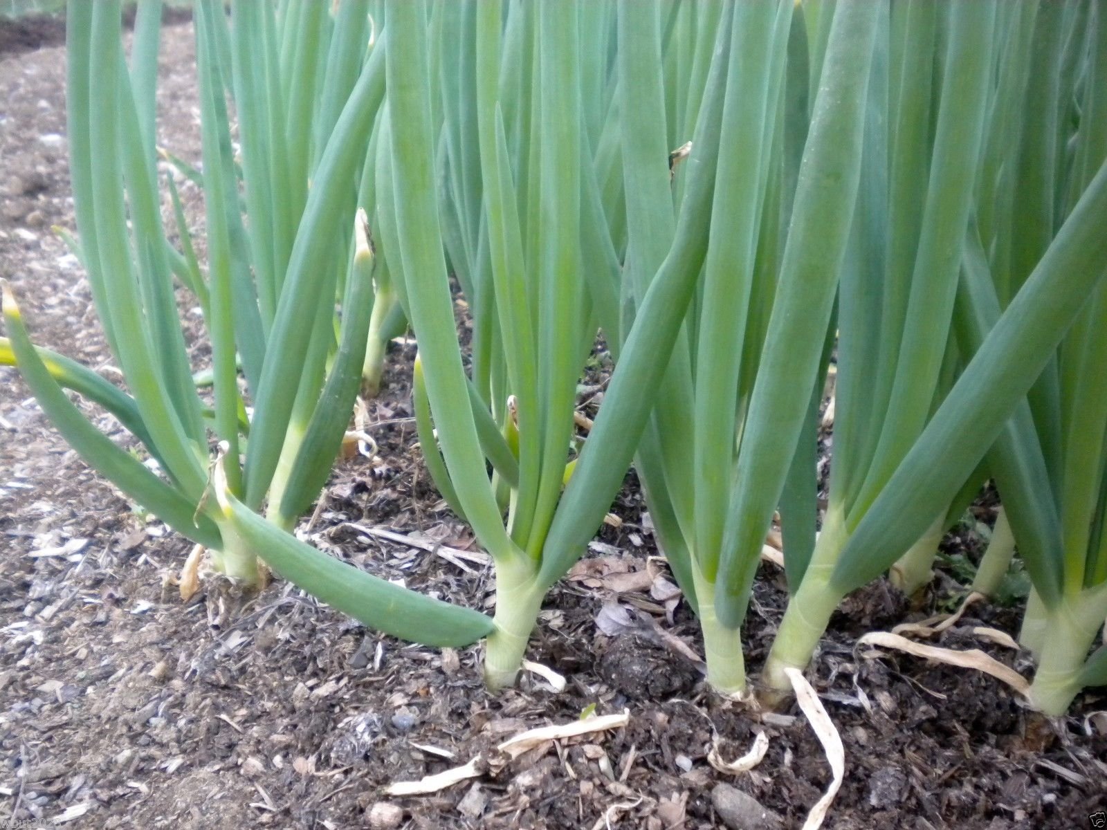 Scallion Gemüsesamen  Perfect zum Pflanzen
