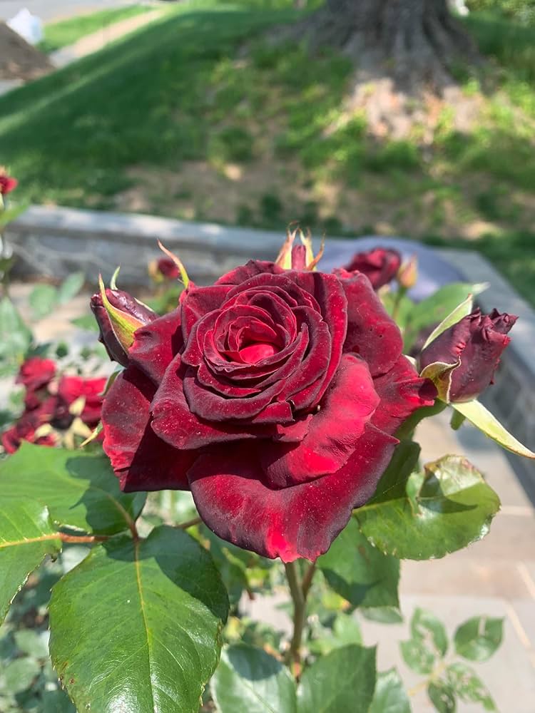 Schwarz baccara rose rosa spp for anpflanzung in blume bed