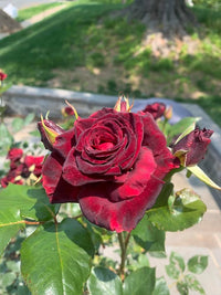 Schwarz baccara rose rosa spp for anpflanzung in blume bed