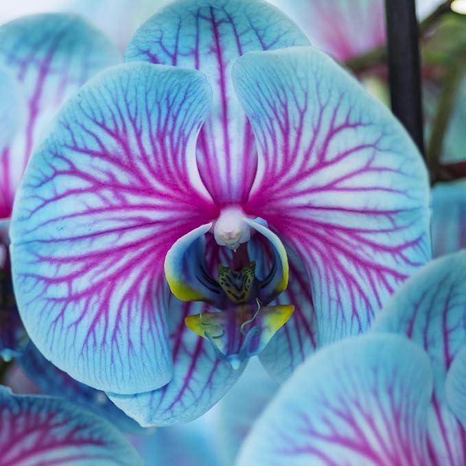 Schmetterlingsorchidee Orchidee Samen elegant – leuchtend Orchids