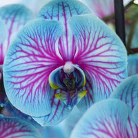 Schmetterlingsorchidee Orchidee Samen elegant – leuchtend Orchids
