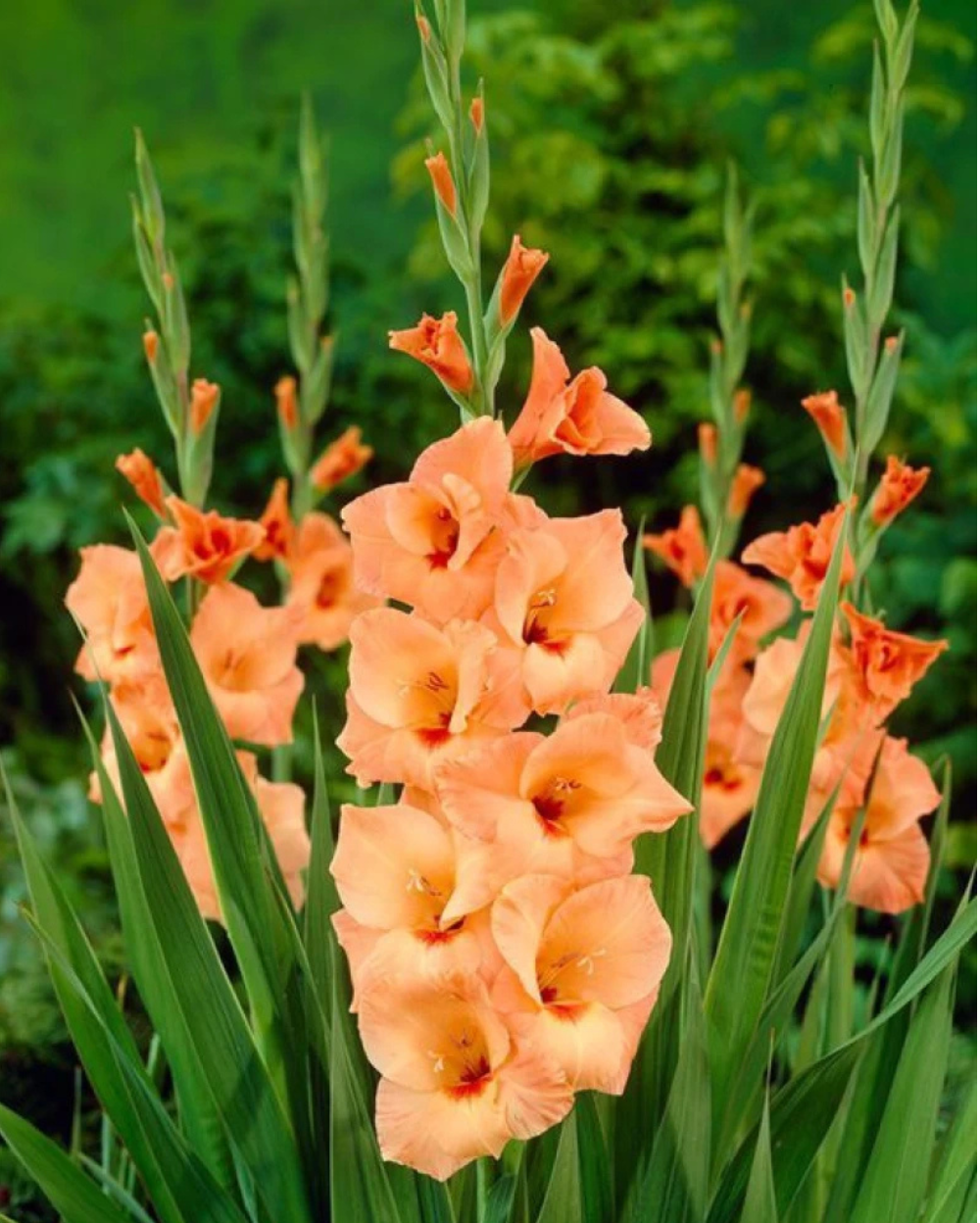 Orange Gelb Gladiole Samen zur Aussaat leuchtend Garten Blüten