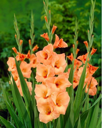 Orange Gelb Gladiole Samen zur Aussaat leuchtend Garten Blüten