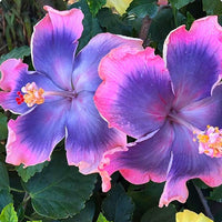Blau Rosa Hibiskus Blumensamen zur Aussaat pflegeleicht Traditionssorte & ohne Gentechnik Samen Hausgarten