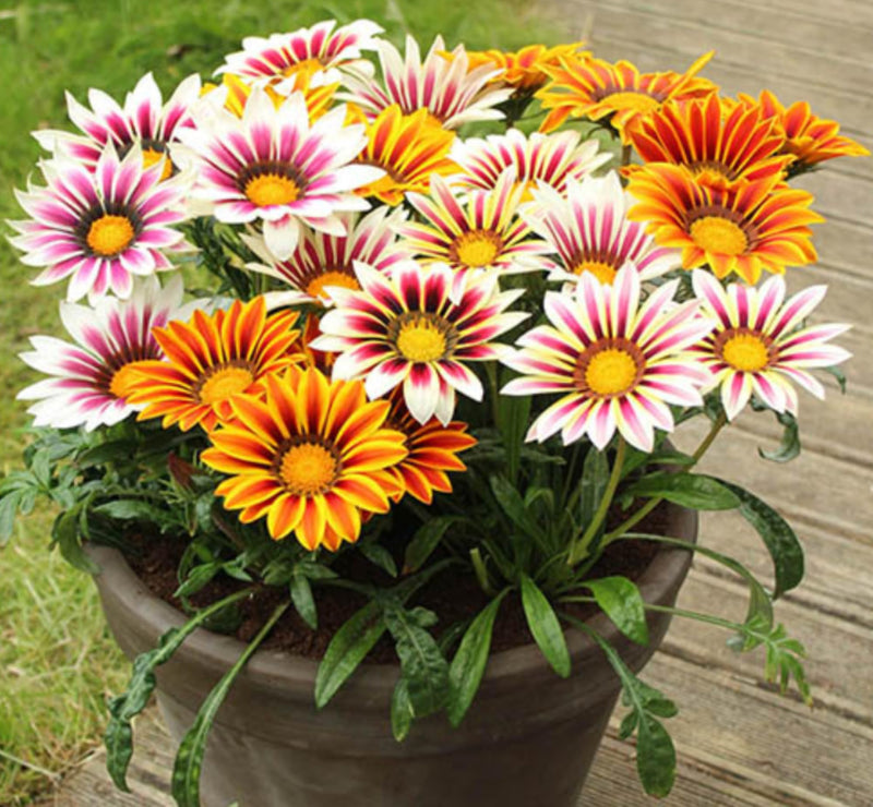 Africa gazania gazania rigens for anpflanzung in blume bed