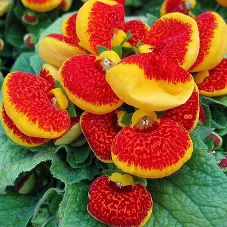 Calceolaria Uniflora Blumensamen zur Aussaat – Schnitt Blume beliebt – Traditionssorte & ohne Gentechnik Samen Hausgarten