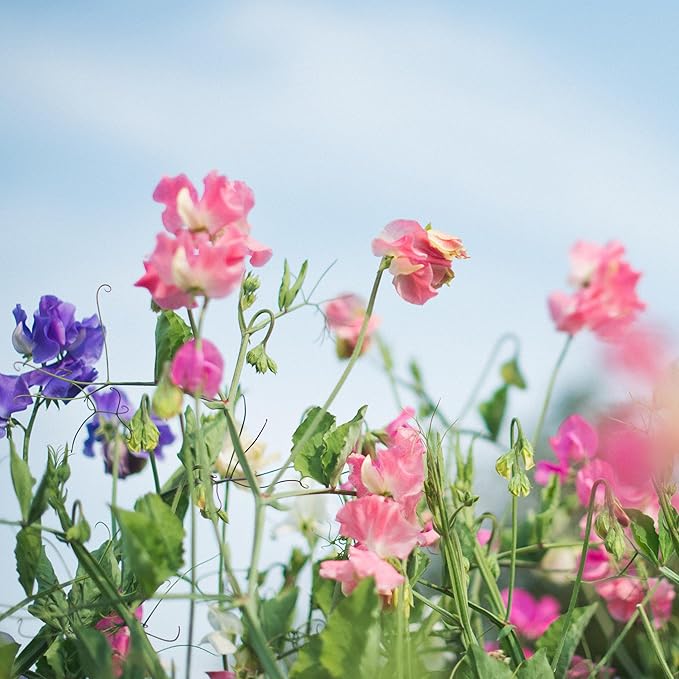 Wicke Lathyrus odoratus Blumensamen zur Aussaat Blume Beet