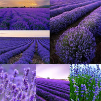 Lavendula Angustifolia Lavendel Blumensamen zur Aussaat Herb Garten und Blume Beet