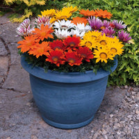 Gazania mini star tangerine for sunny garten beds