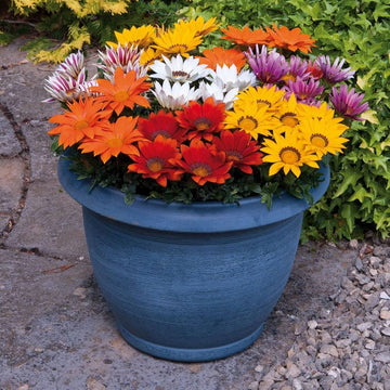 Gazania mini star tangerine for sunny garten beds