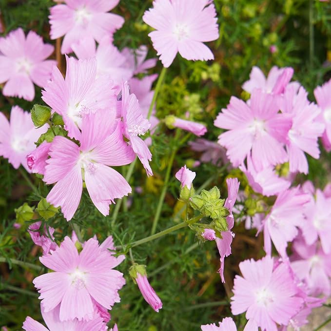 Rosa musk mallow blume samen for anpflanzung - cottage garten essential, heirloom & gmo free samen for home garten
sale for anpflanzung in home garten