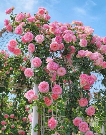 hell Rosa kletternd Rose Blumensamen zur Aussaat – Bestäuber freundlich – Traditionssorte & ohne Gentechnik Samen Hausgarten