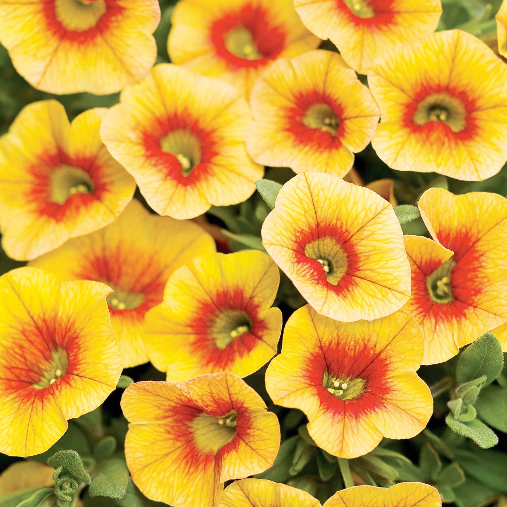 Apricot Punch Calibrachoa biologisch Petunie Samen zur Aussaat Balcony und hängend Baskets