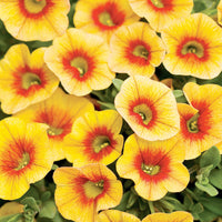 Apricot Punch Calibrachoa biologisch Petunie Samen zur Aussaat Balcony und hängend Baskets
