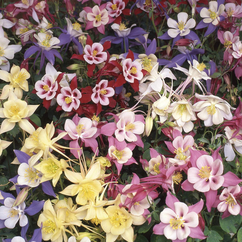 Columbine blume samen for easy anpflanzung in woodland gardens
