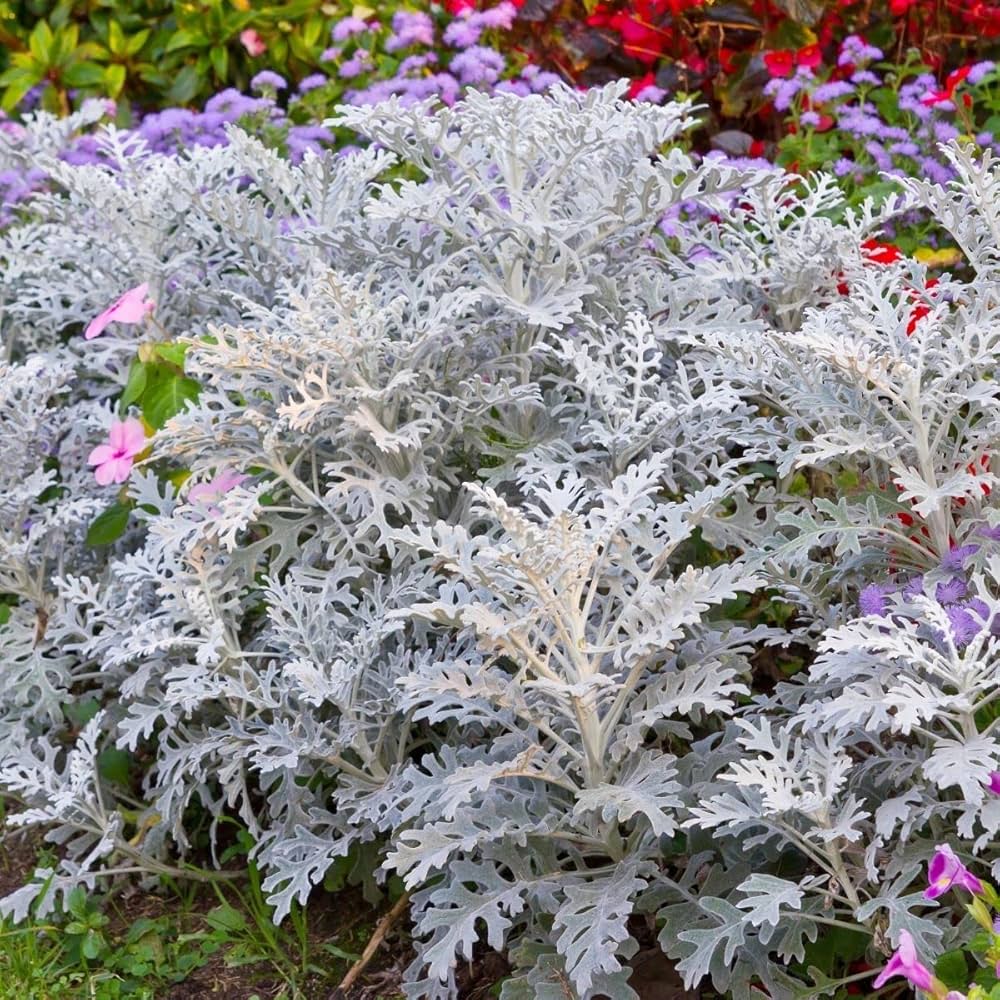 Dusty Miller Jacobaea maritima Samen zur Aussaat border Garten Blume Beet