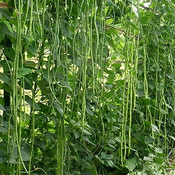 Green Asparagus Bean Samen zum Pflanzen